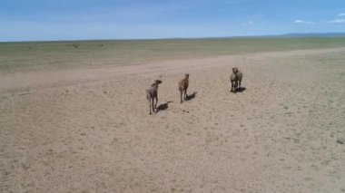 Moğol bozkırındaki üç devenin hava görüntüleri.