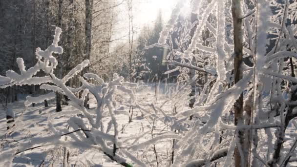 阳光明媚的冬季美丽森林的风景镜头 — 图库视频影像