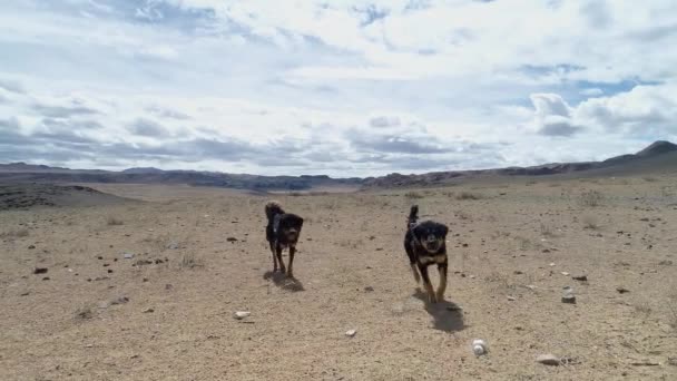 Dva Psi Procházky Mongolské Stepi Slunný Den — Stock video