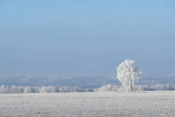 Vista Floresta Branca Neve Coberta Com Geada Fotos De Bancos De Imagens