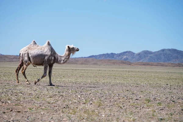 Cammello Nel Deserto Pietra Della Mongolia Occidentale Fotografia Stock