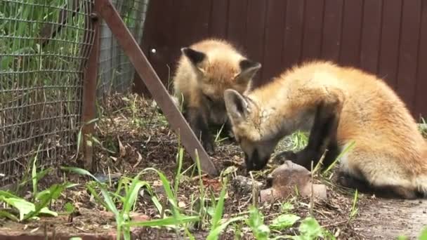 Two Young Foxes Eating Fence — Stockvideo