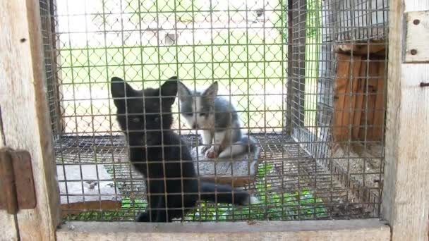 Two Young Cute Foxes Cage — Αρχείο Βίντεο