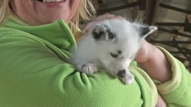 Bijgesneden Beelden Van Vrouw Met Kleine Witte Vos Glimlachen — Stockvideo