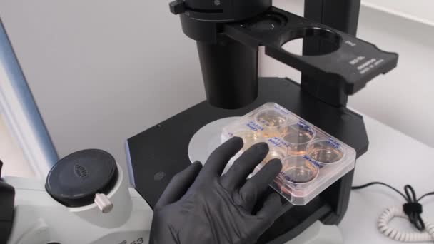 Mână Mănușă Mișcare Recipient Din Plastic Mostre Microscop — Videoclip de stoc