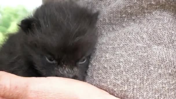 Cute Newborn Fox Female Hands — Stockvideo