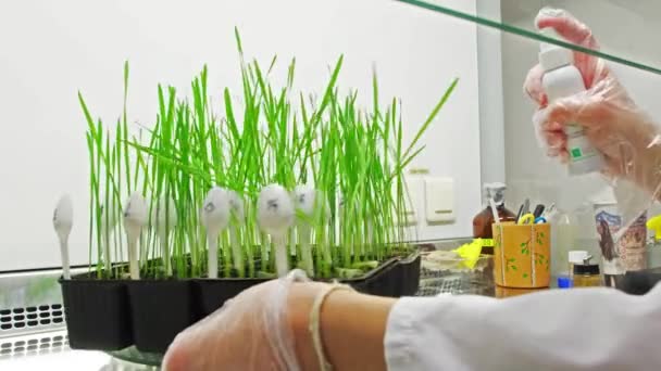 Laboratory Worker Spraying Marked Plant Stems — Stockvideo