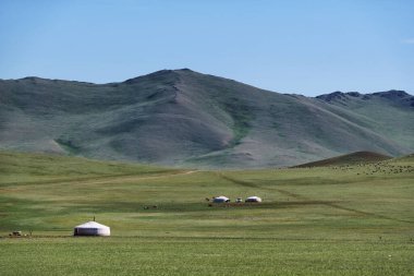 Dağ bozkırlı, at, koyun ve inek sürüsü olan Moğol manzarası. Batı Moğolistan