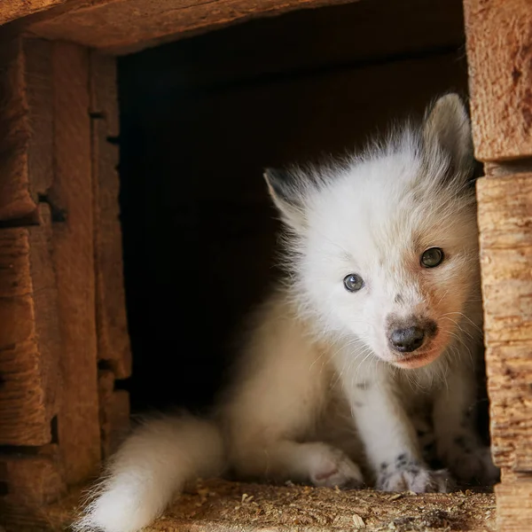 Curious Young Fox Cage —  Fotos de Stock