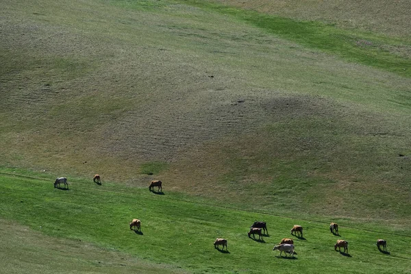 Kühe Weiden Auf Der Weide Der Mongolei — Stockfoto