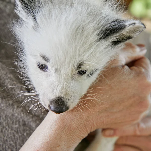 Curious Young Fox Interested Womans Hand — Photo