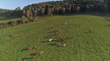 Dağlardaki ormanın havadan görünüşü