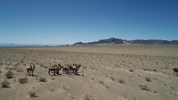 砂漠に住むラクダの群れは — ストック動画