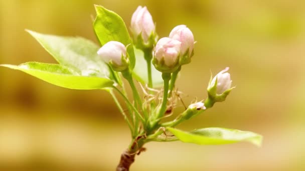 Красиві Яблучні Весняні Квіти Саду — стокове відео