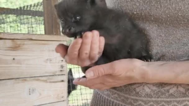 Cropped Footage Woman Holding Small Black Fox — Stock Video