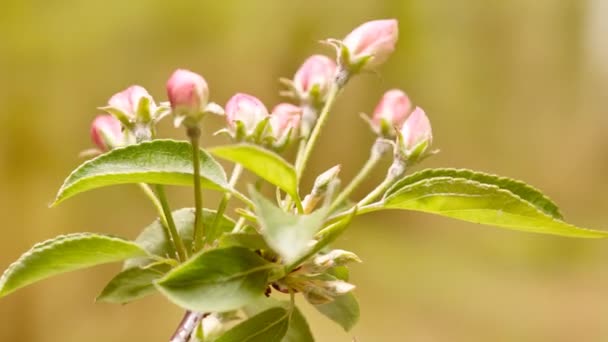 Красиві Яблучні Квіти Саду — стокове відео