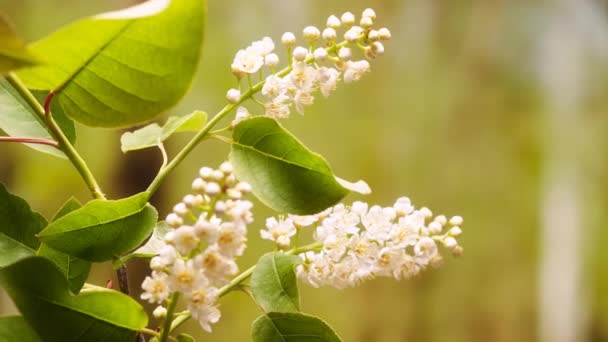 Часові Кадри Маленьких Білих Квітів Цвітуть Стеблі — стокове відео