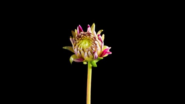 Съемки Цветущего Цветка Бутона — стоковое видео