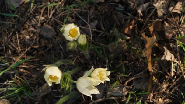 Små Vita Blommor Rör Sig Vinden — Stockvideo