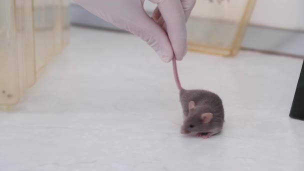 Лабораторная Мышь Лабораторном Столе — стоковое видео