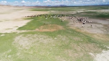 Çalışan çiftlik hayvanlarıyla yeşil alanın havadan görünüşü