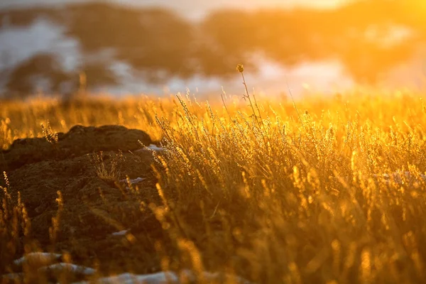 Tramonto d'oro — Foto Stock