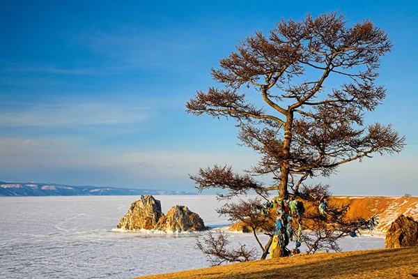 Shaman tree — Stock Photo, Image