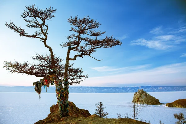 Şaman ağaç — Stok fotoğraf