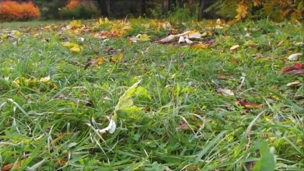 Mädchen spaziert im Herbstpark — Stockvideo