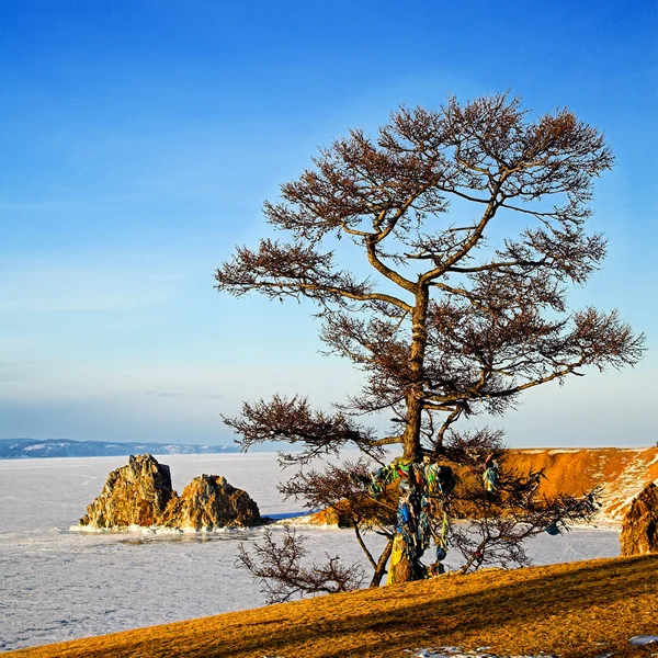 Shaman tree on Winter Baikal. — Stock Photo, Image