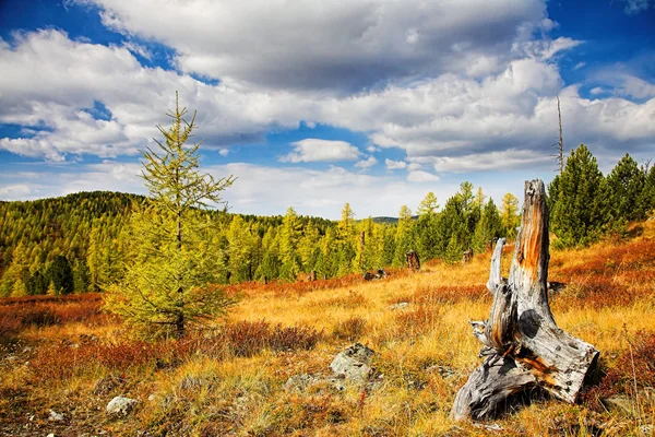 Höst skog — Stockfoto