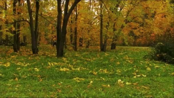 Meisje uitgevoerd in park — Stockvideo