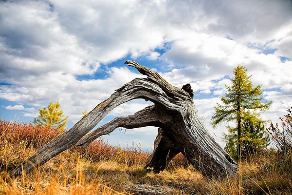 Autumn forest with dead tree — Stock Photo, Image