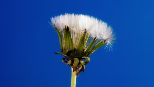 Diente de león de apertura — Vídeos de Stock