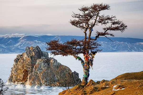 Shaman tree on Winter Baikal. — Stock Photo, Image