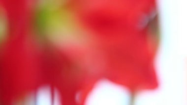 güzel pembe çiçek