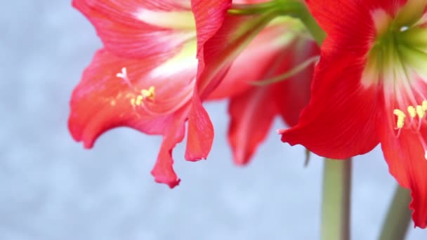 belle fleur rose