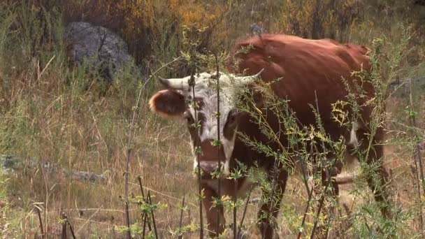 pâturage des vaches dans la prairie
