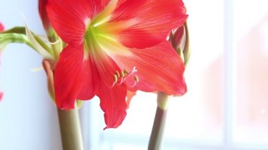 Amaryllis çiçek