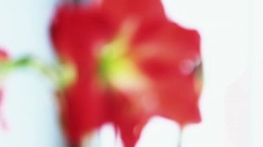 Amaryllis çiçek