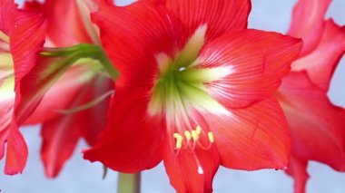 Amaryllis çiçek