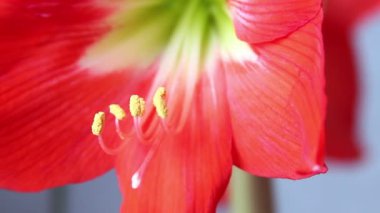 Amaryllis çiçek