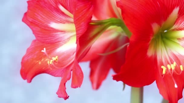 Amaryllis bloem — Stockvideo