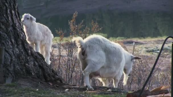 Get med goatling — Stockvideo