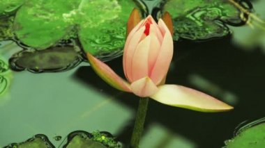 Nilüfer çiçek açma