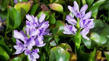 Çiçek açan su sümbül çiçekler