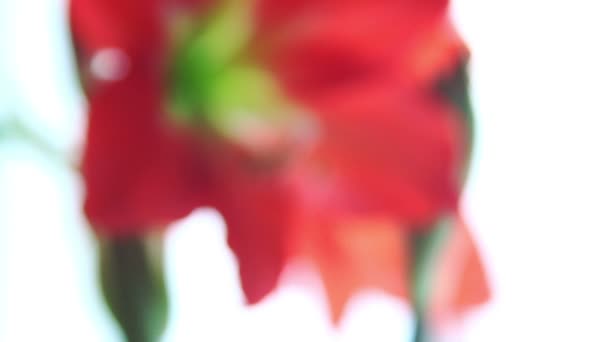 Amaryllis квітка defocus — стокове відео