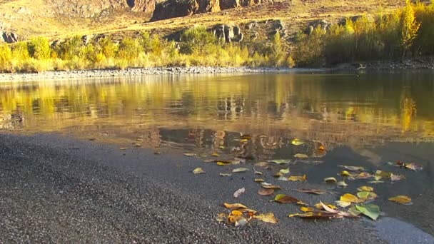 Paysage d'automne avec rivière — Video