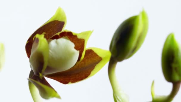 Flor de orquídea floreciendo — Vídeo de stock