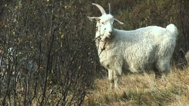 Goat grazing in the bush — Stock Video